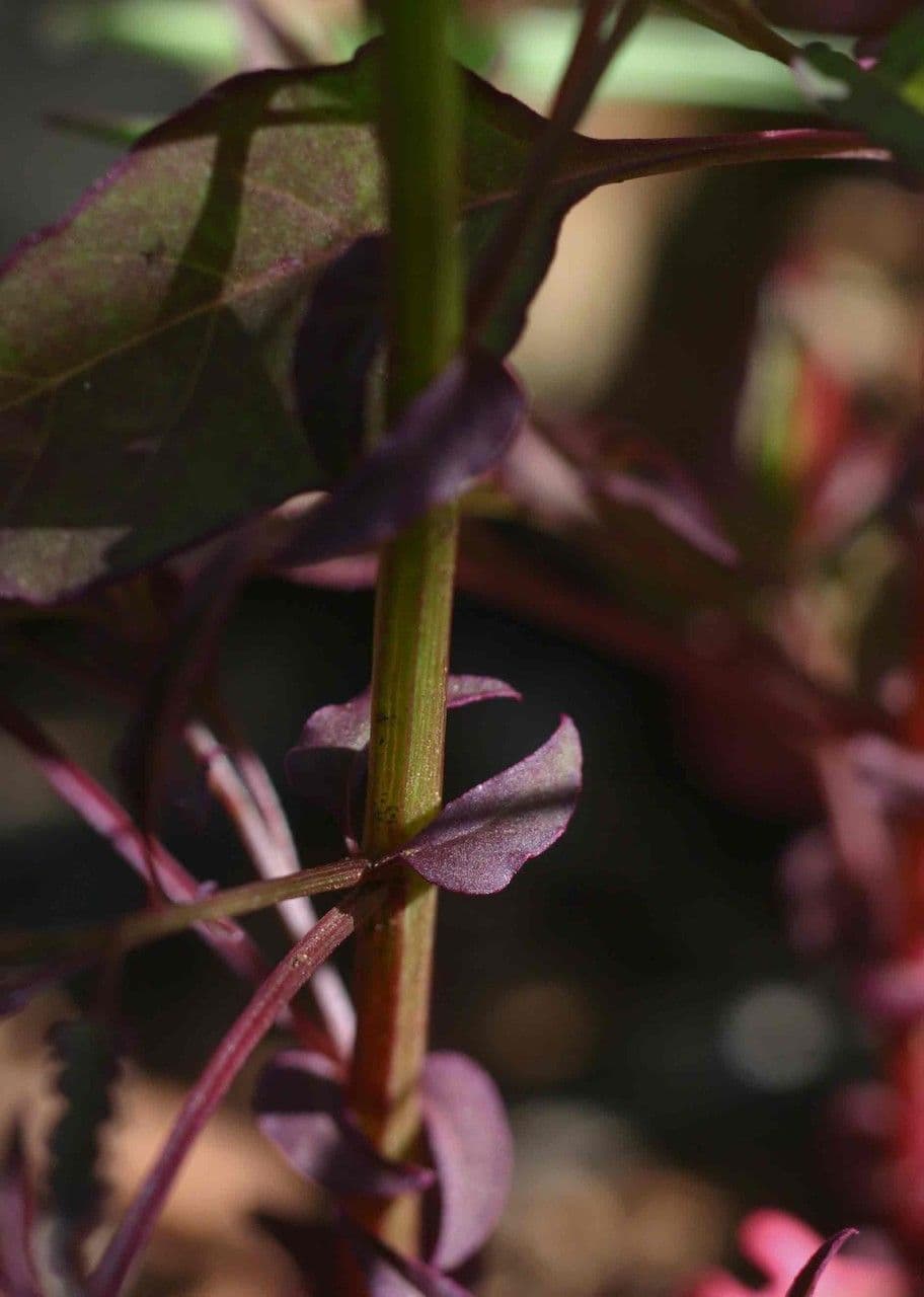 Celosia 14
