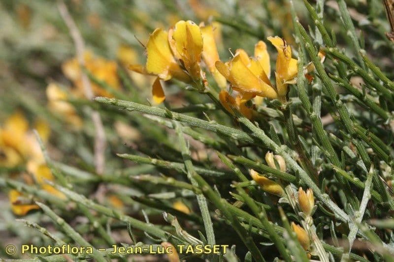 Genista 4