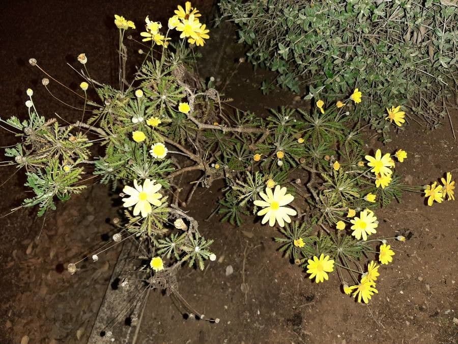 Euryops 12