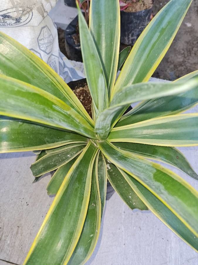 Sisal selvatico 6