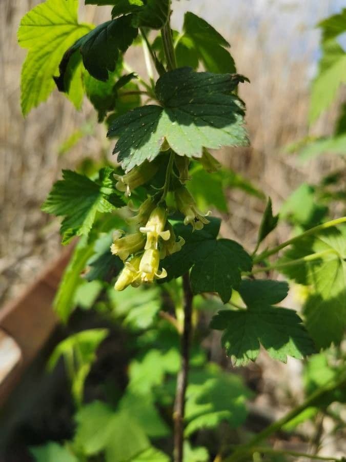 Ribes nero americano 8