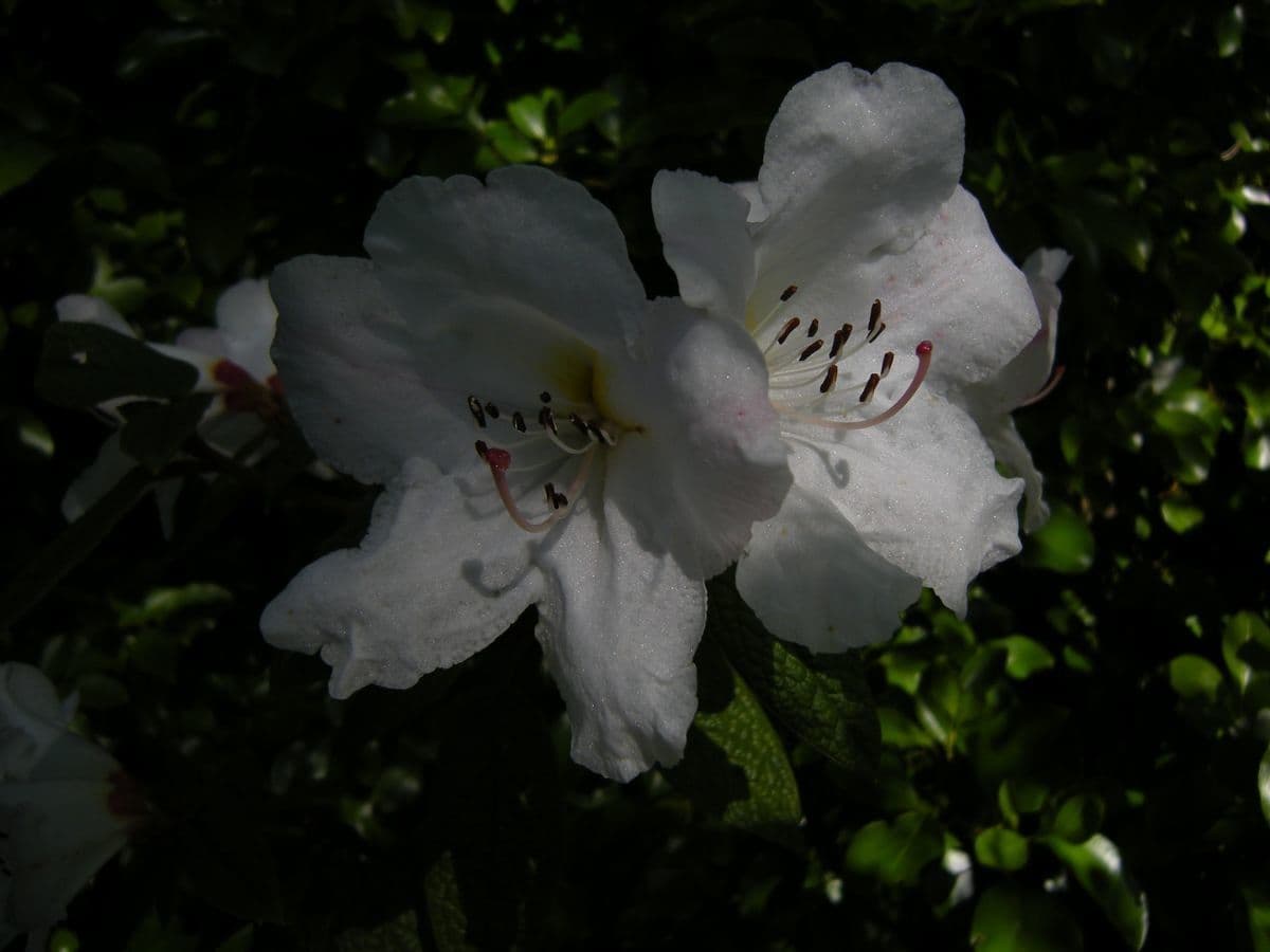 Rododendro 4