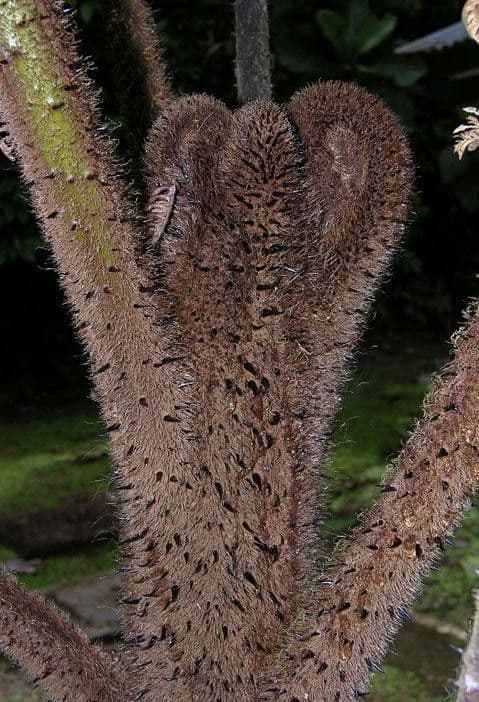 Alsophila cuspidata 8