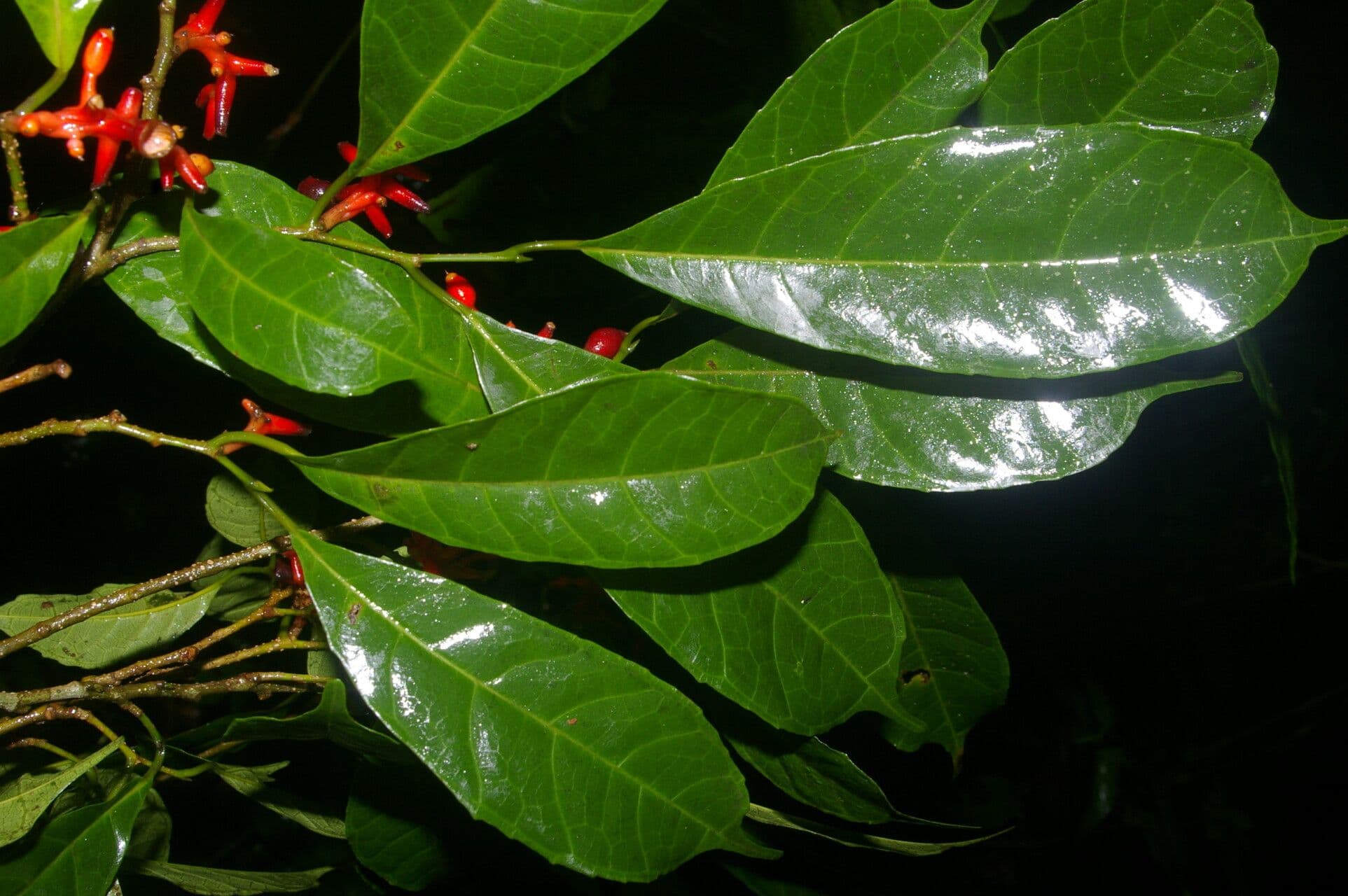 Sorocea trophoides 4