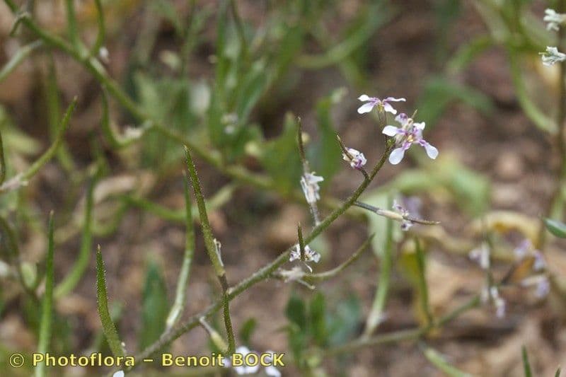 Chorispora 19