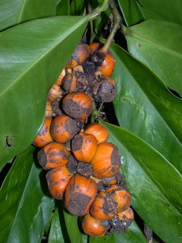 Heteropsis