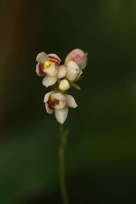 Cheiradenia 5