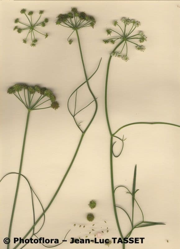 Oenante 12
