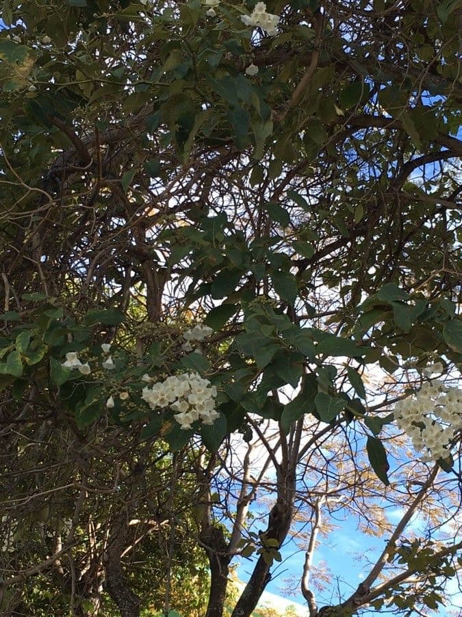 Cordia 20