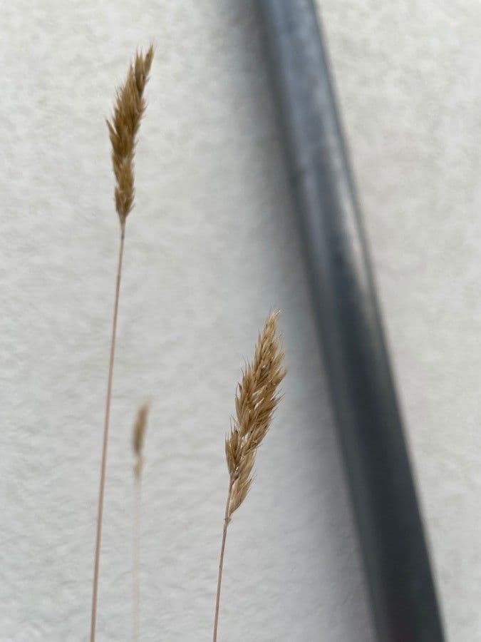 Festuca blu 4