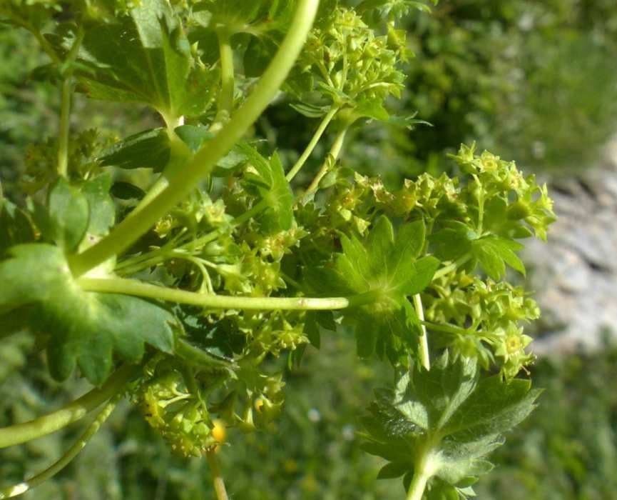 Alchemilla