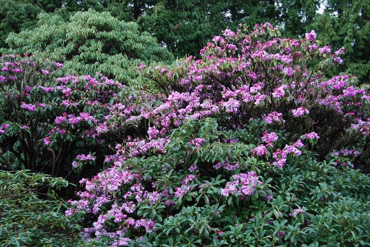 Rododendro 10