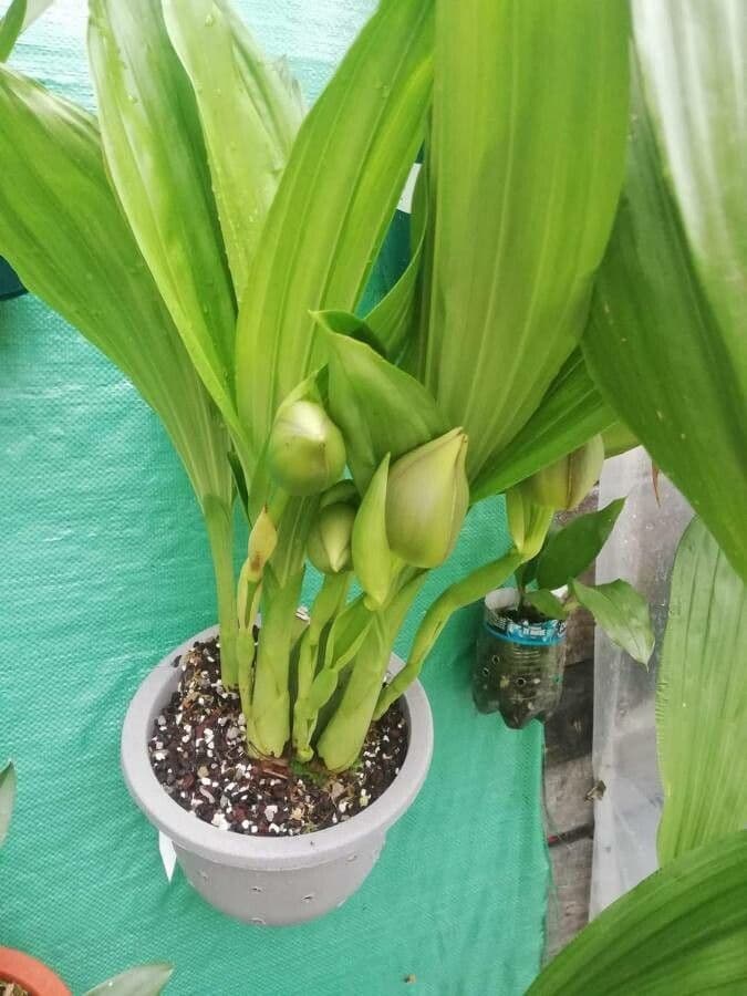 Orchidea Tulipano 6