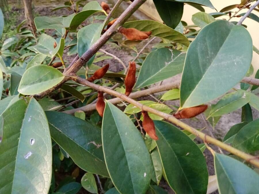 Magnolia 9