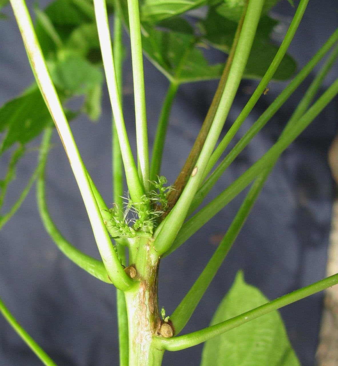 Acalypha 11