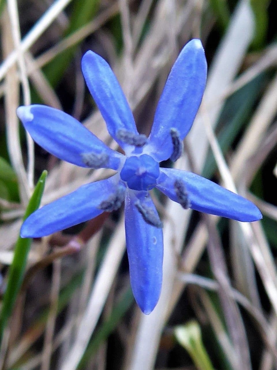 Scilla viennese 2