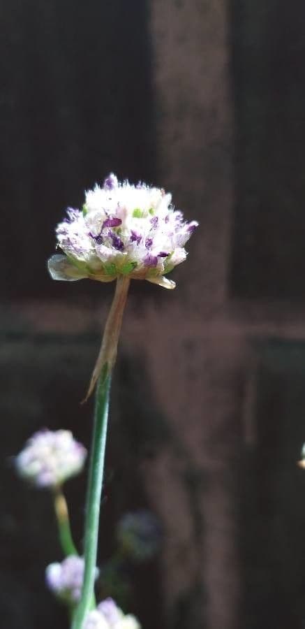Armeria 22