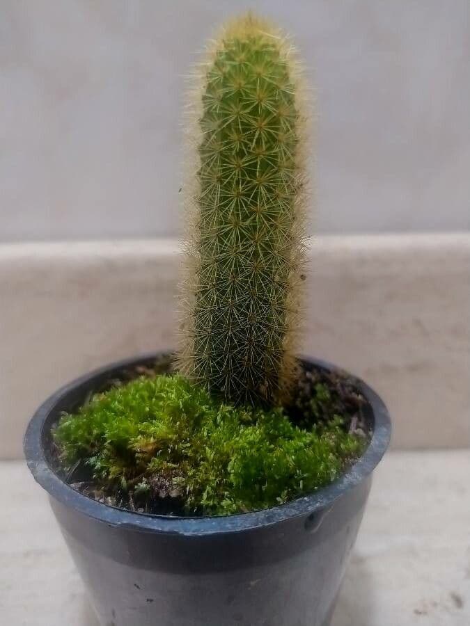 Pilosocereus 11