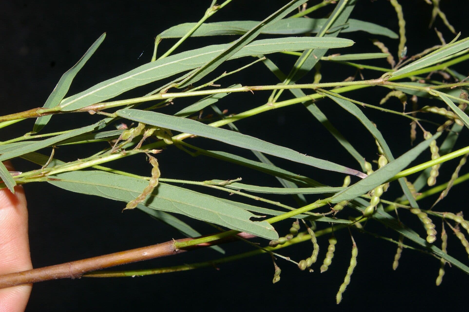 Desmodium 7