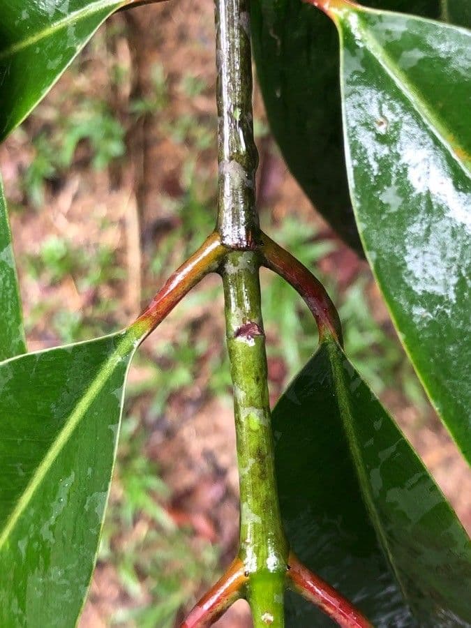 Garcinia verde 10