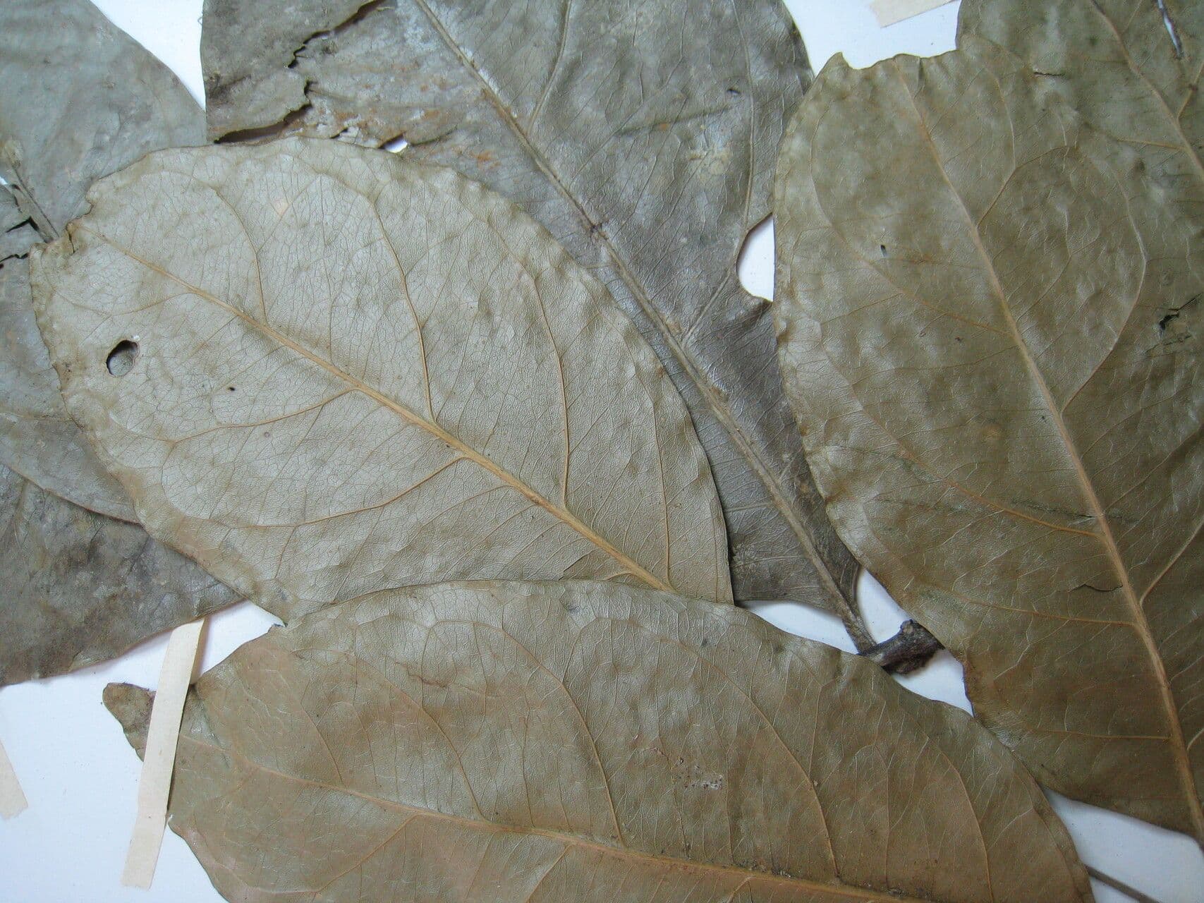 Tontelea 2