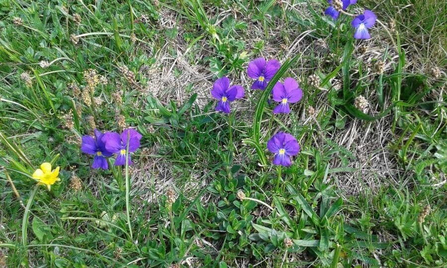 Viola con sperone