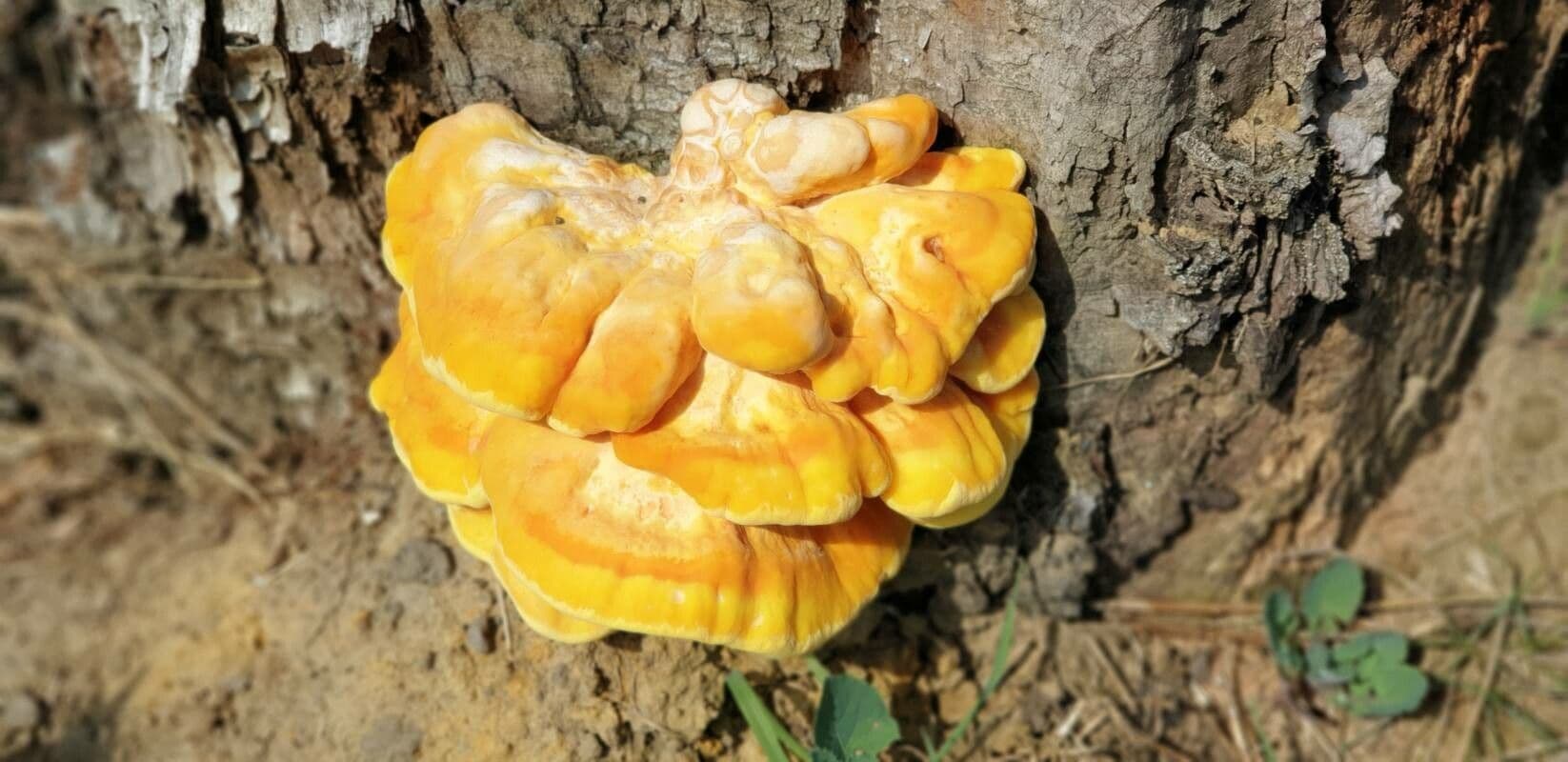 Jackfruit 6