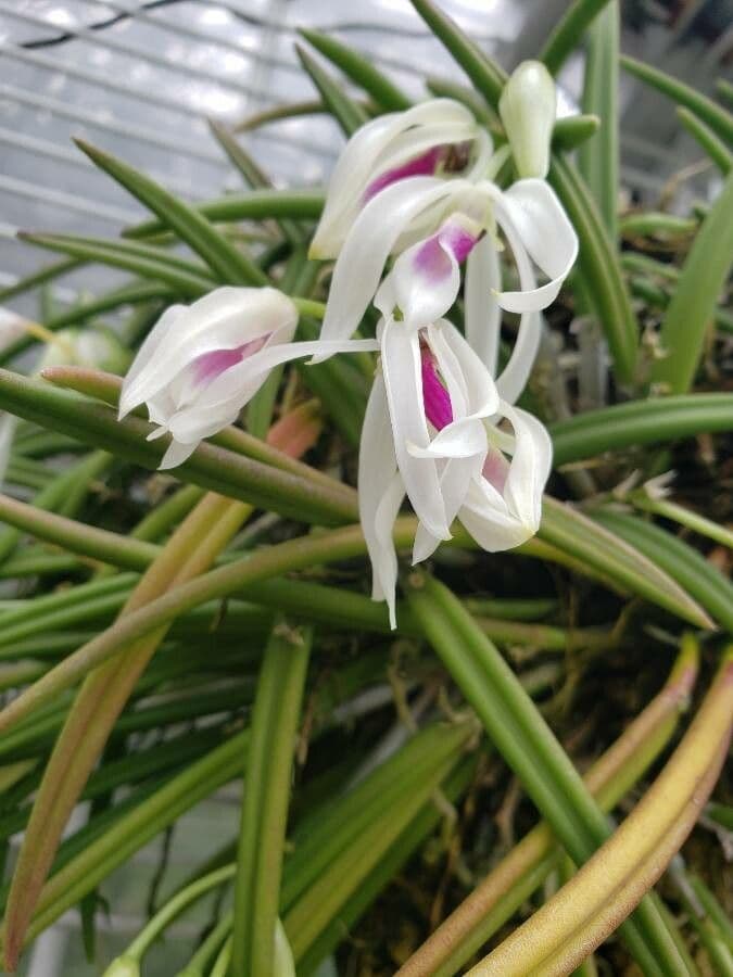 Leptotes bicolore
