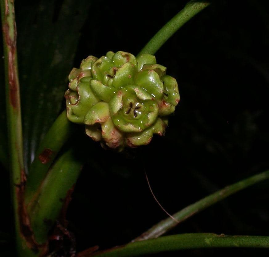 Evodianthus