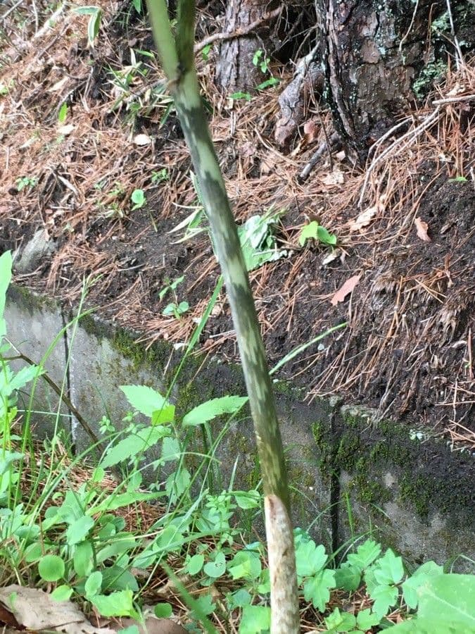 Arisema trójlistna 22