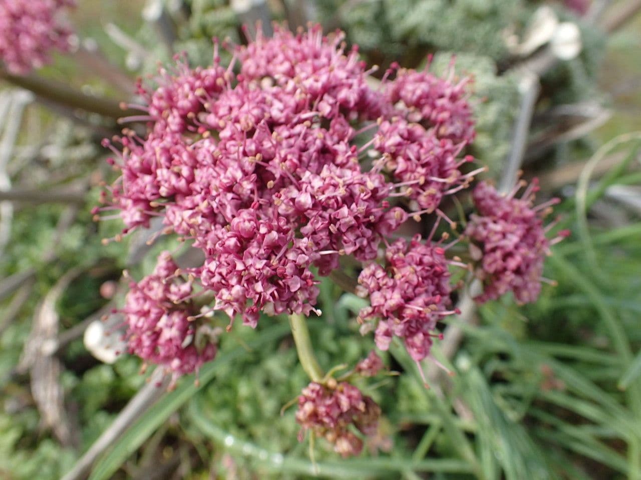 Lomatium 5