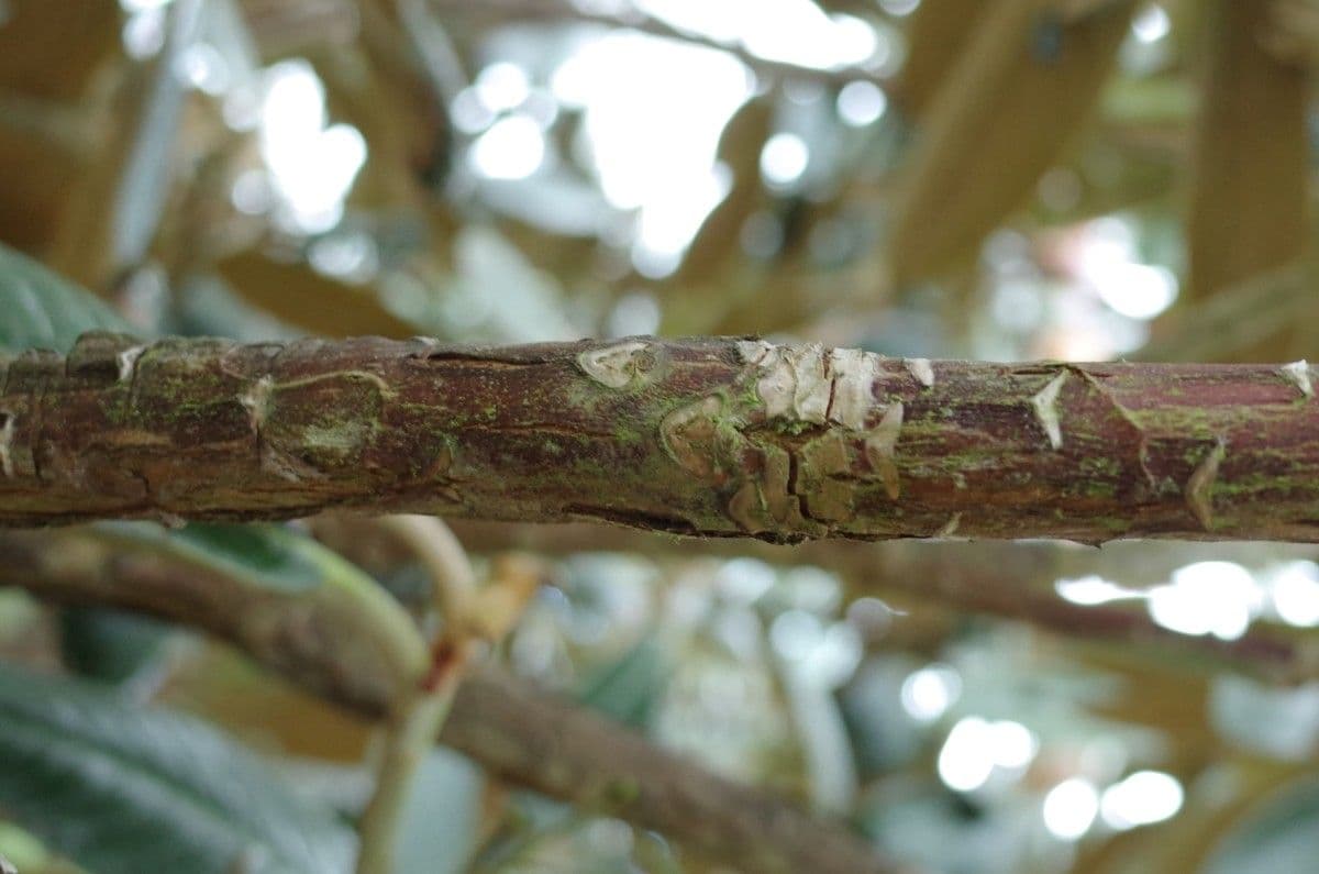 Rododendro 16