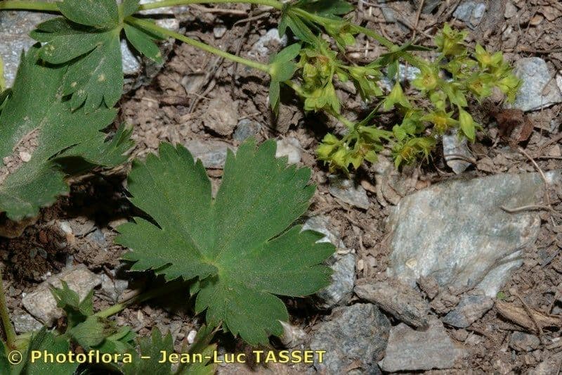 Alchemilla fissa 18
