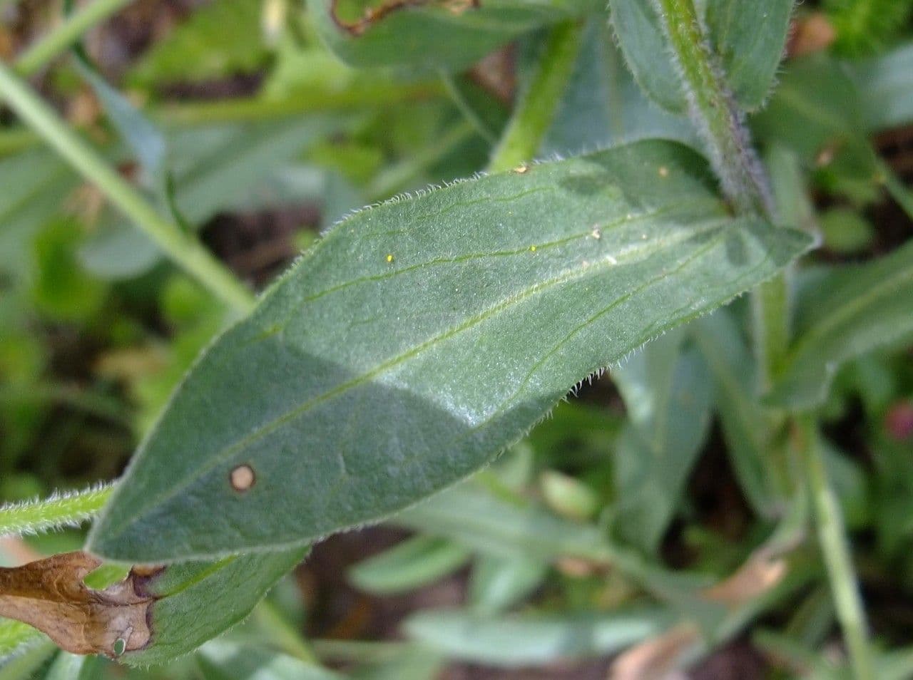 Fleabane 13