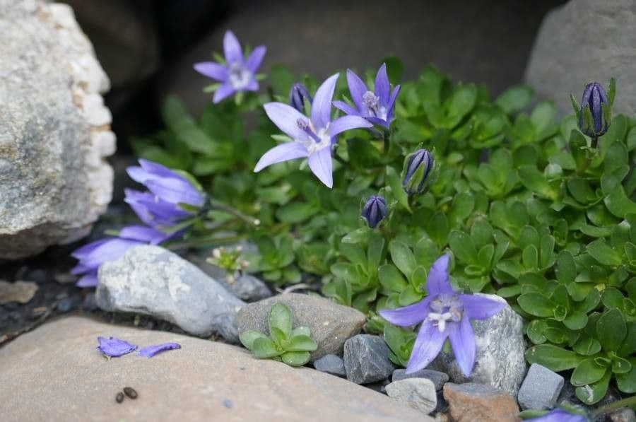 Campanula di Cenis 8