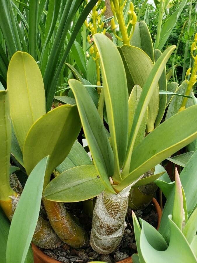 Dendrobium 2