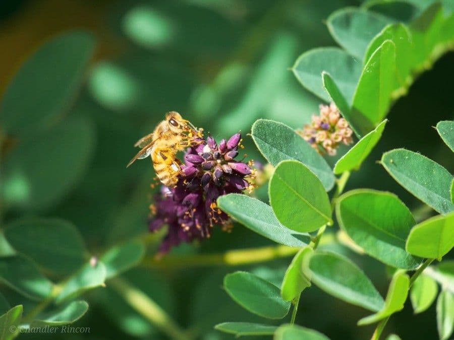 Leadplant 6
