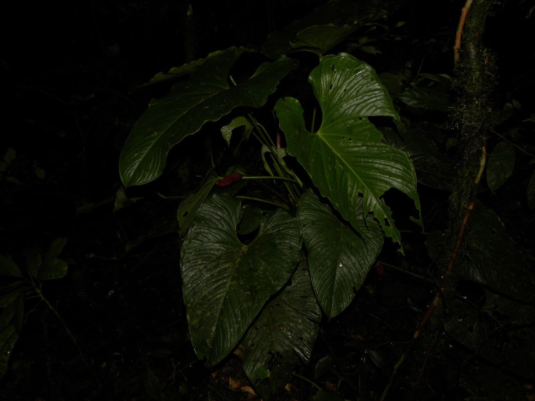 Anthurium 6