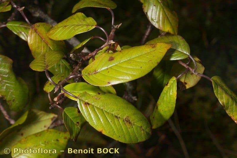 Frangula azorica 8