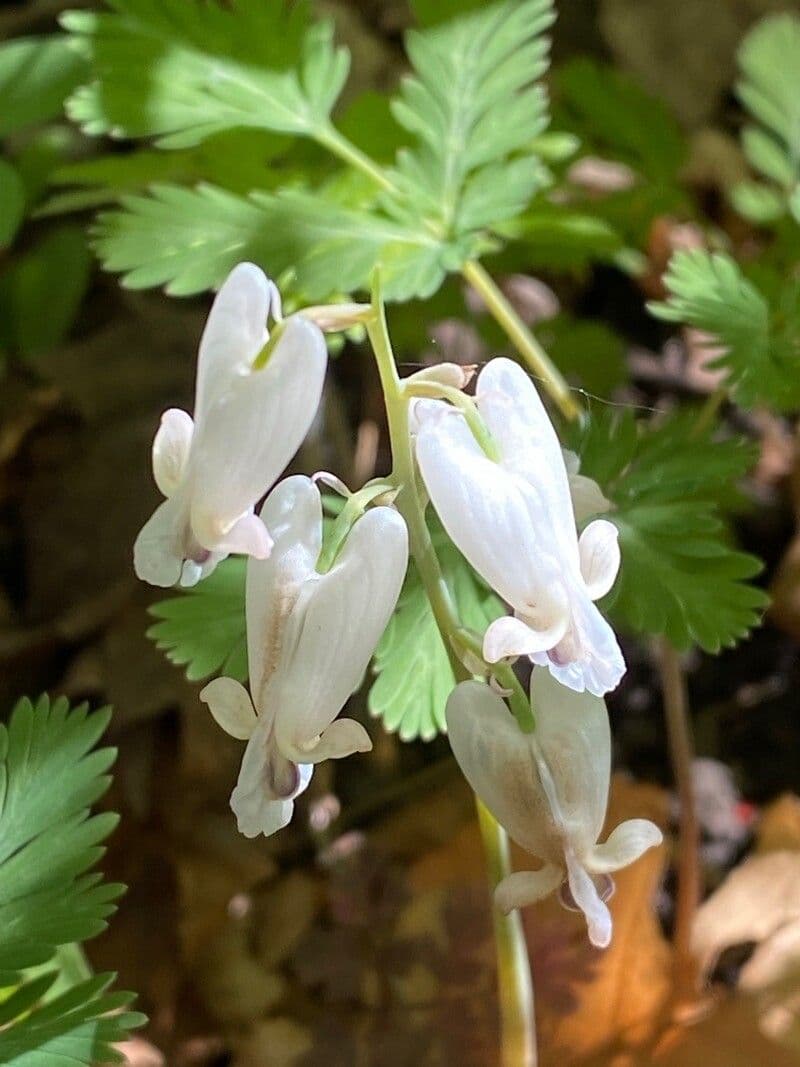 Dicentra canadese 4