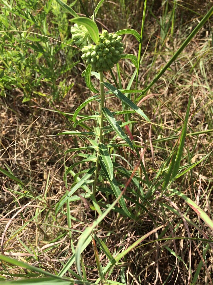 Asclépiade à fleurs vertes 14