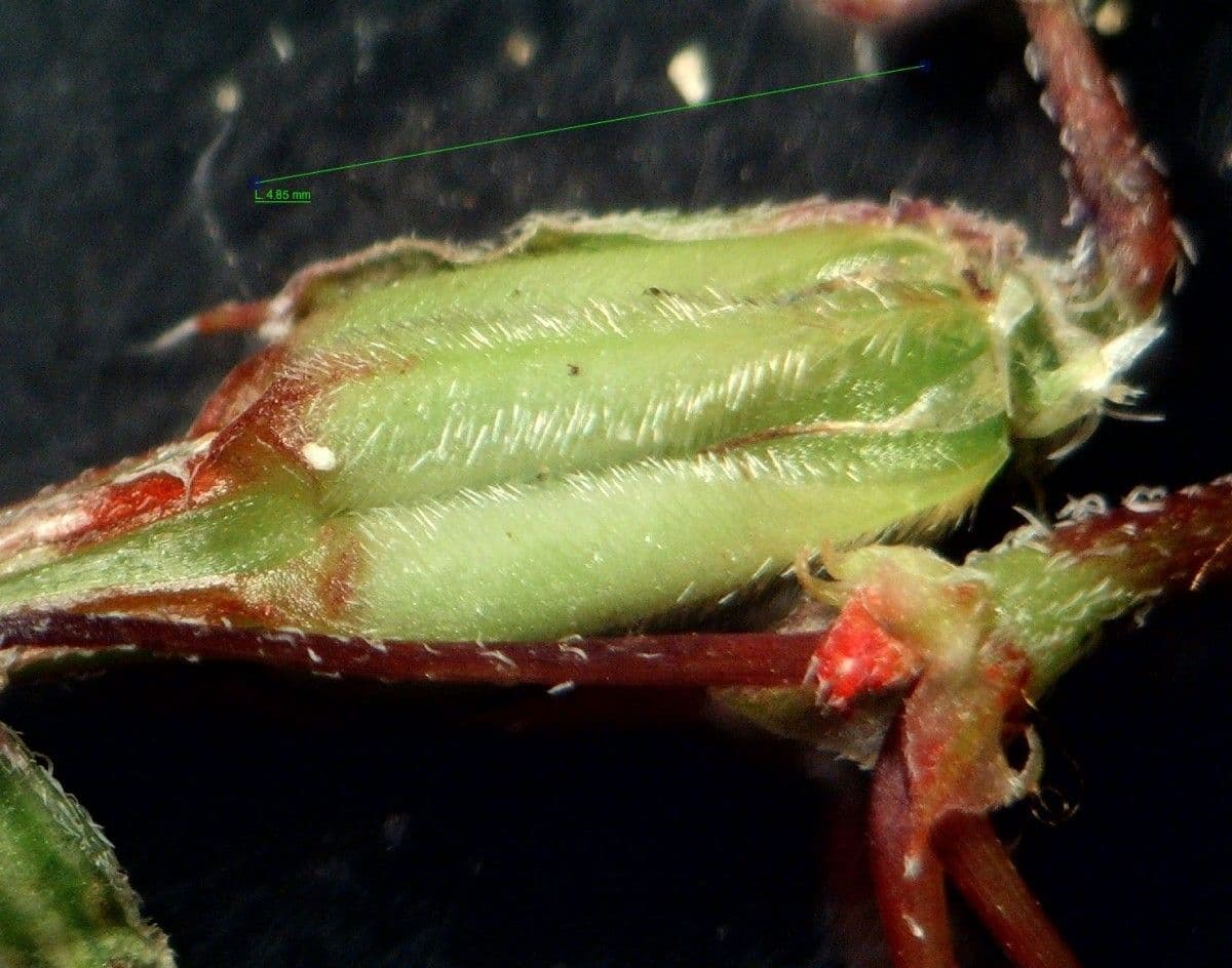 Erodium aethiopicum 3