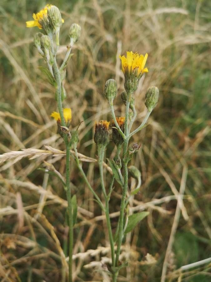 Lachenals Habichtskraut 25