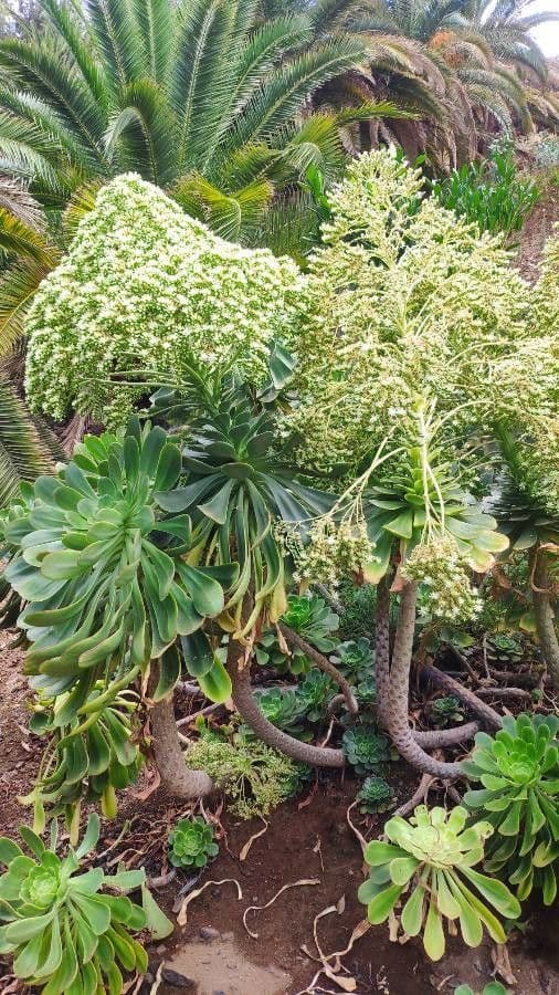 Aeonium