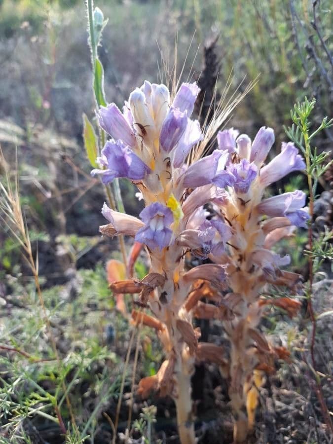 Australian broomrape 5