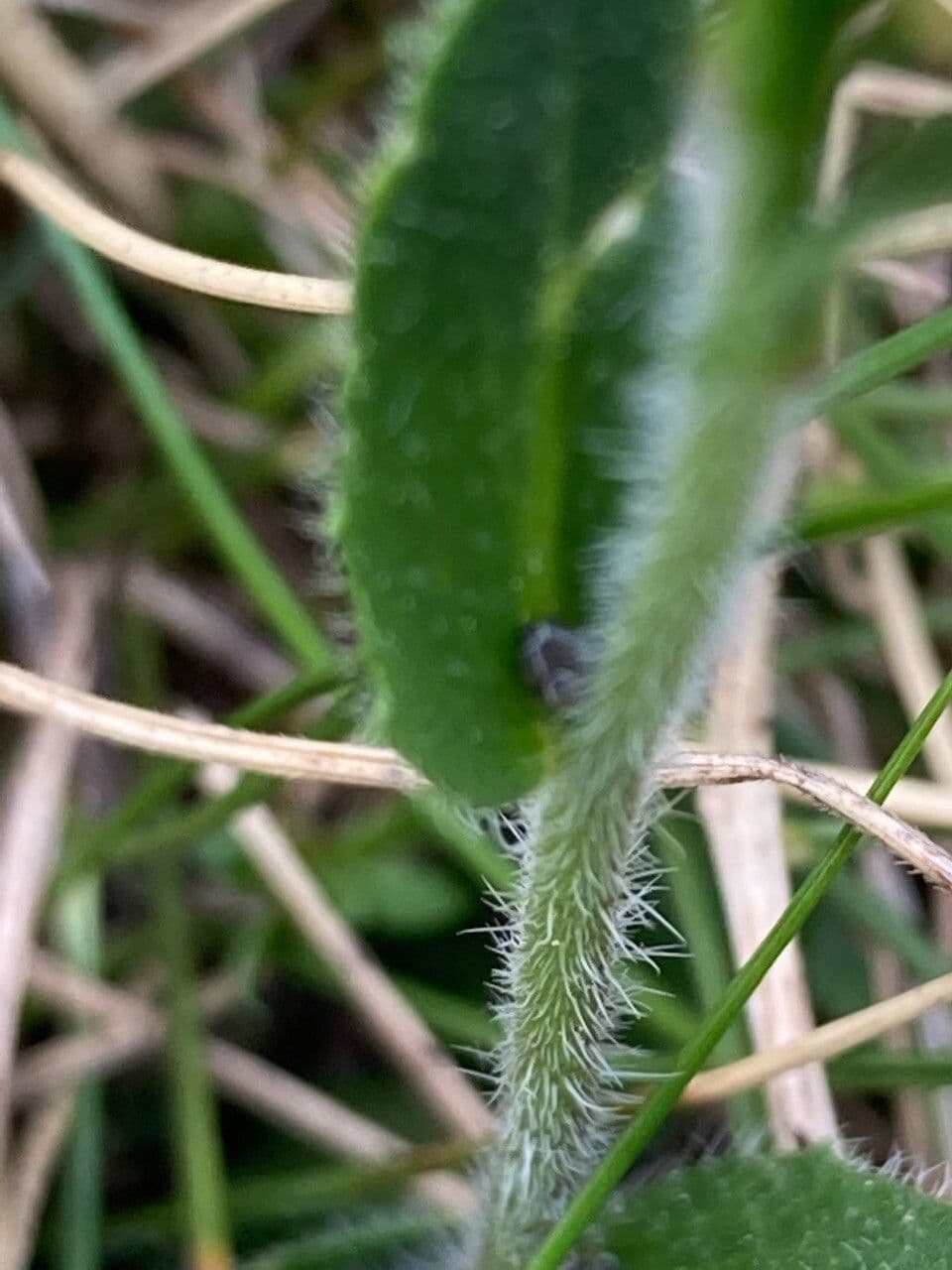 Arabis ciliata 22