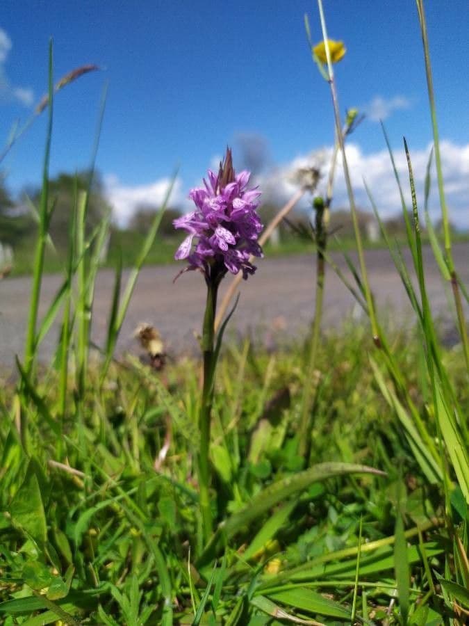 Orchidea di Fuchs 13