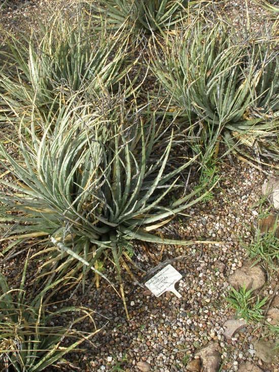 Hechtia 8