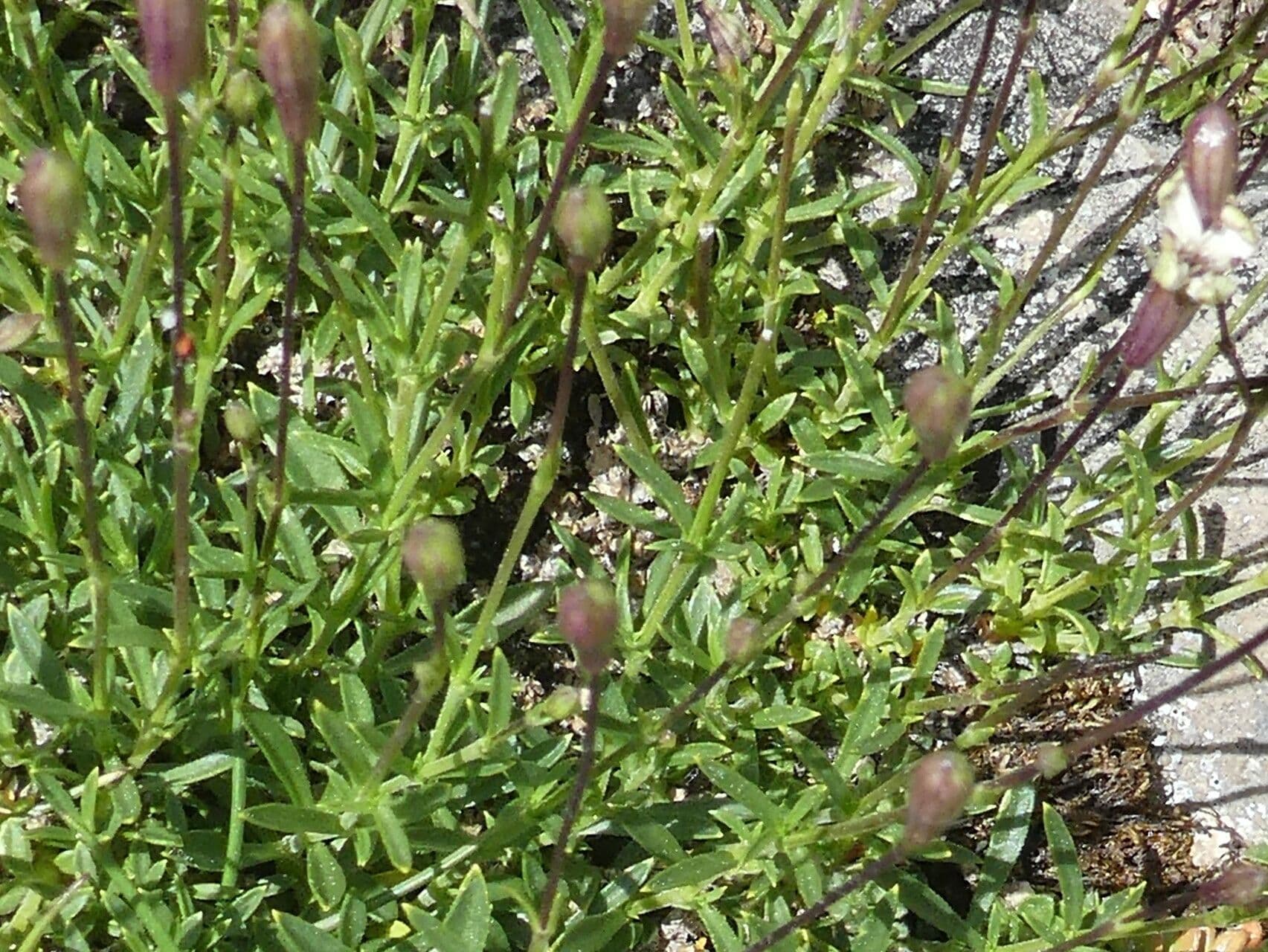 Silene saxifraga 16