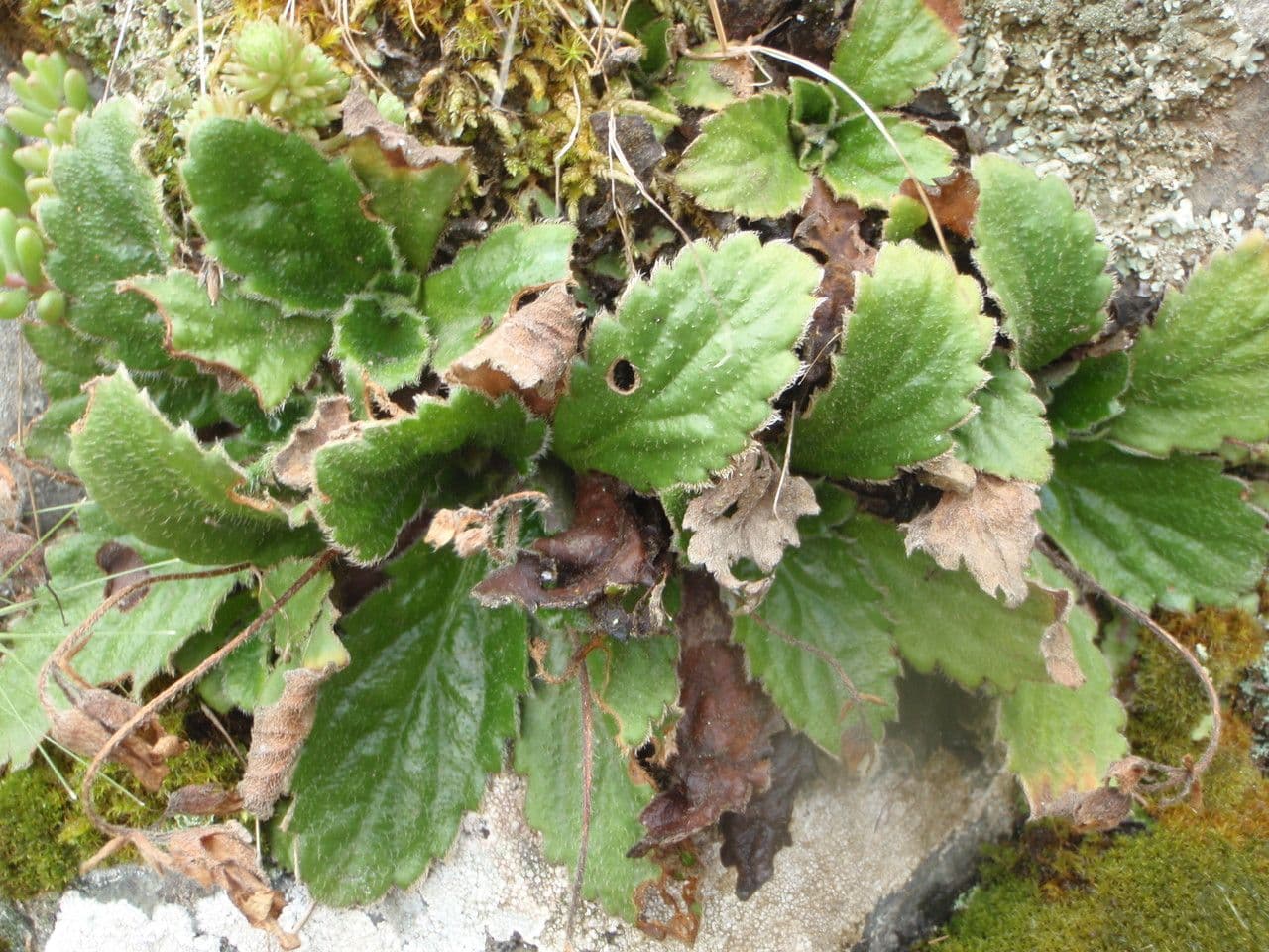 Haberlea 14